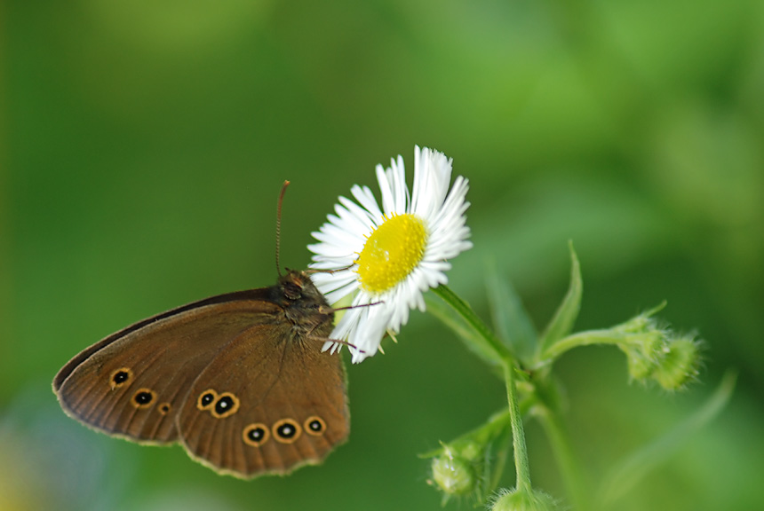 Aphantopus hyperantus del Vicentino